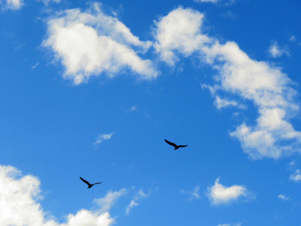 Seagulls Flying High by seattlite