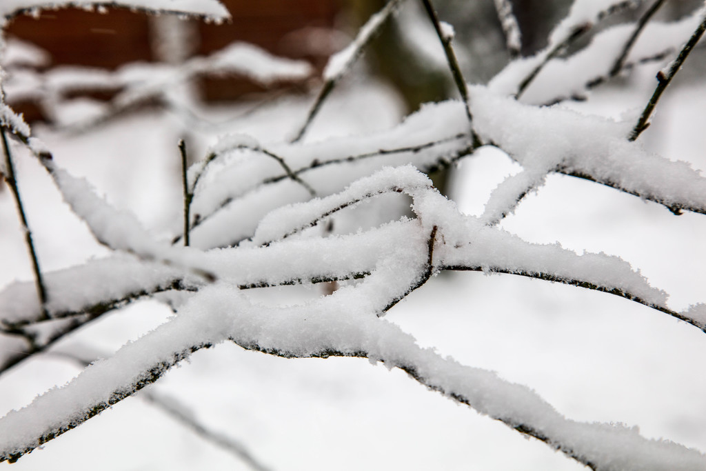 Snow laden branches by padlock