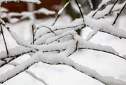 21st Jan 2018 - Snow laden branches