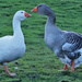 Canadian Goose, Rodley, Leeds by lumpiniman