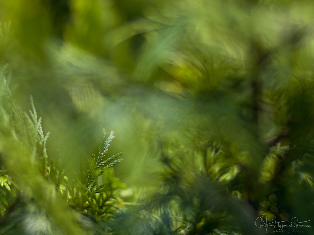 Thuja and Tair-11 by atchoo