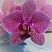 Orchid by jacqbb