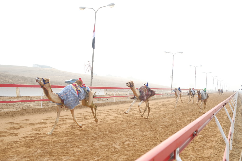 Camel race in Ras al-Khaimah by stefanotrezzi
