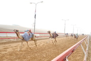 26th Jan 2018 - Camel race in Ras al-Khaimah