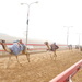 Camel race in Ras al-Khaimah by stefanotrezzi