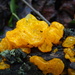 Yellow brain fungus - Tremella mesenterica by julienne1