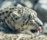 26th Jan 2018 - Snow Leopards