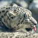 Snow Leopards by cdonohoue