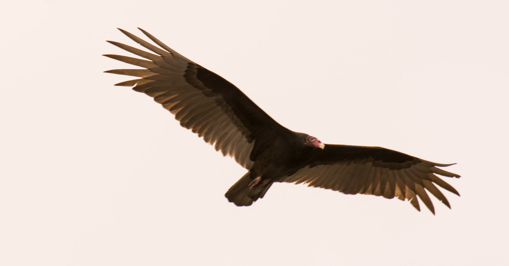 Vulture Fly Over! by rickster549