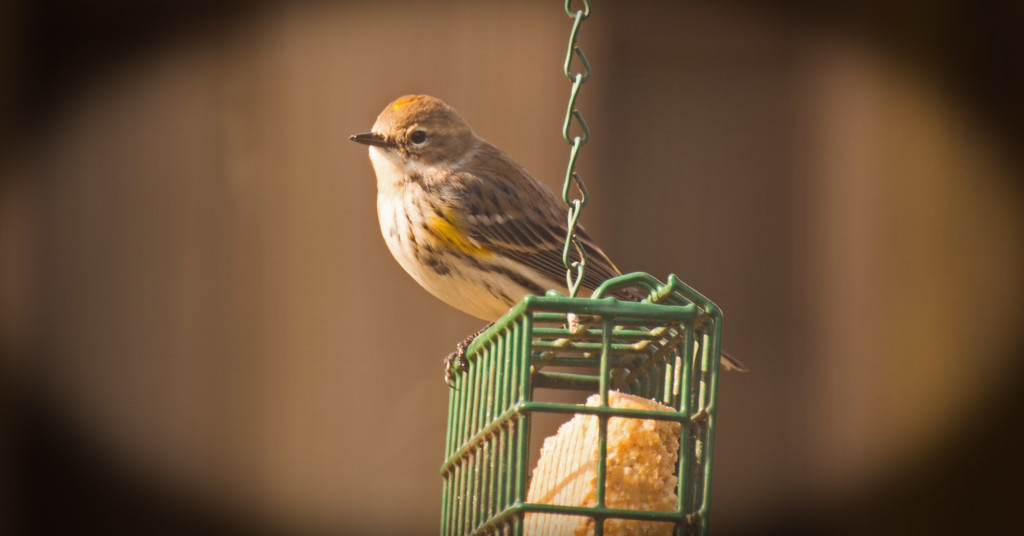 Different Bird on the Suet! by rickster549