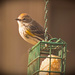 Different Bird on the Suet! by rickster549