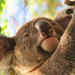 alpha by koalagardens