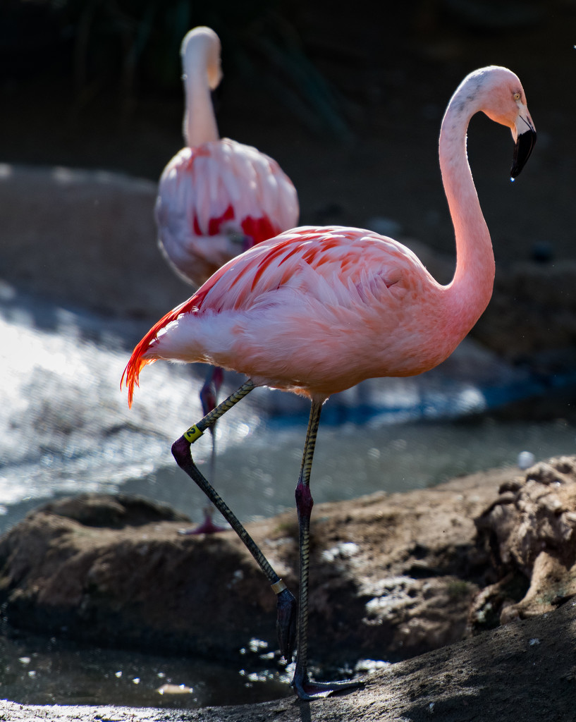 Flamingo Friday '18 04 by stray_shooter