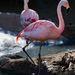 Flamingo Friday '18 04 by stray_shooter