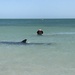 A dolphin swam with me by 30pics4jackiesdiamond