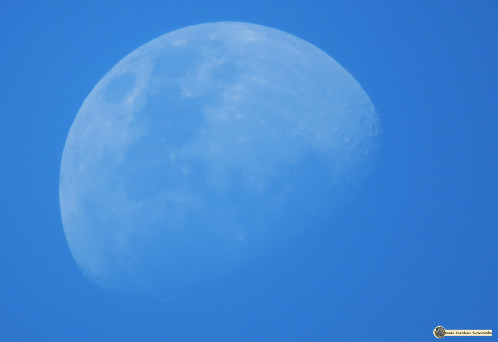 blue moon by koalagardens