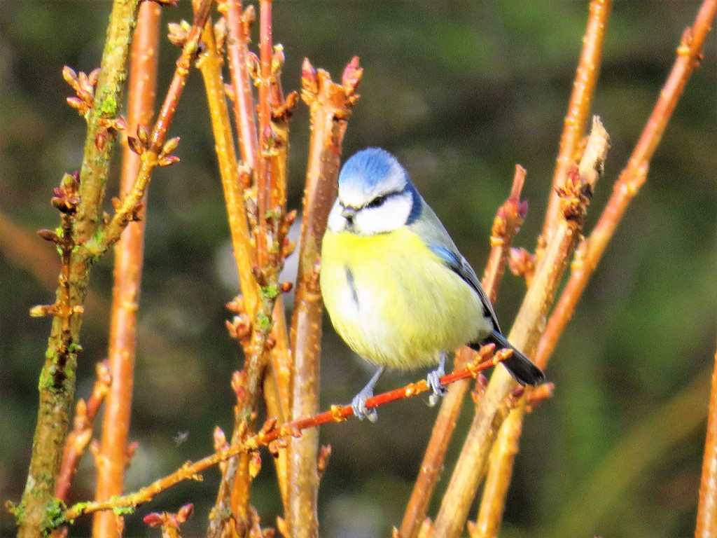 Blue Tit by carole_sandford