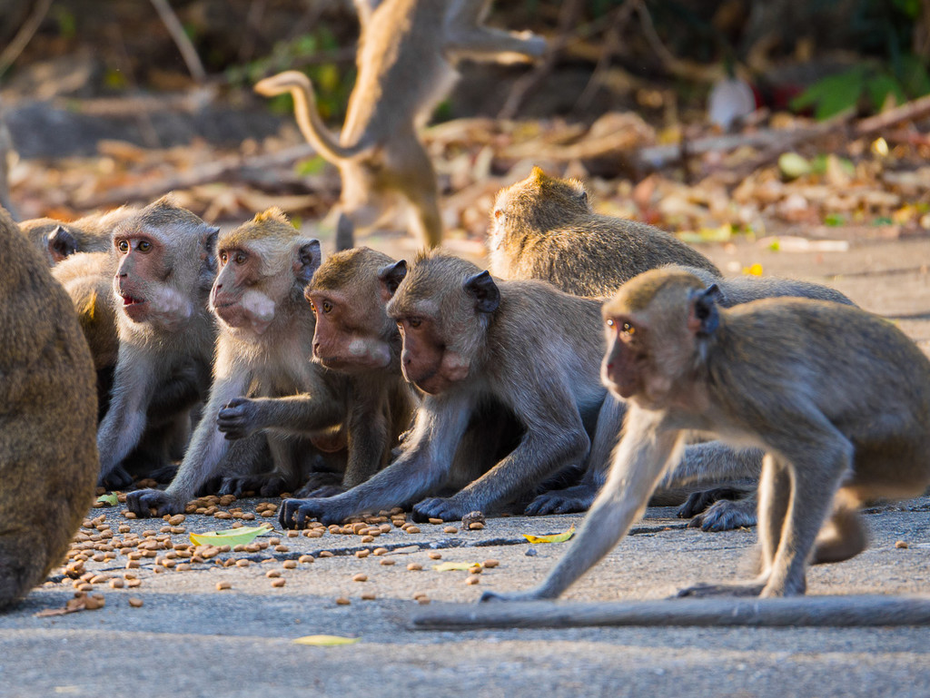 Cheeky Monkeys by fotoblah