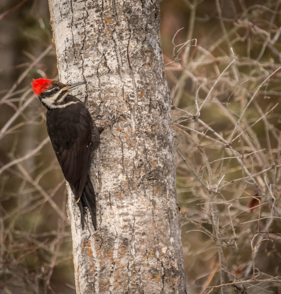 Pileated Woodpecker by 365karly1