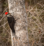 27th Jan 2018 - Pileated Woodpecker