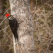 Pileated Woodpecker by 365karly1