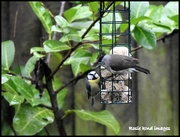 27th Jan 2018 - Watch it blue tit - I was here first!