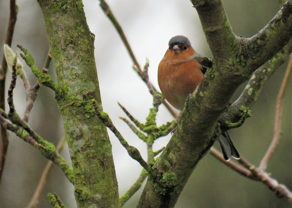 Male Chaffinch by phil_sandford