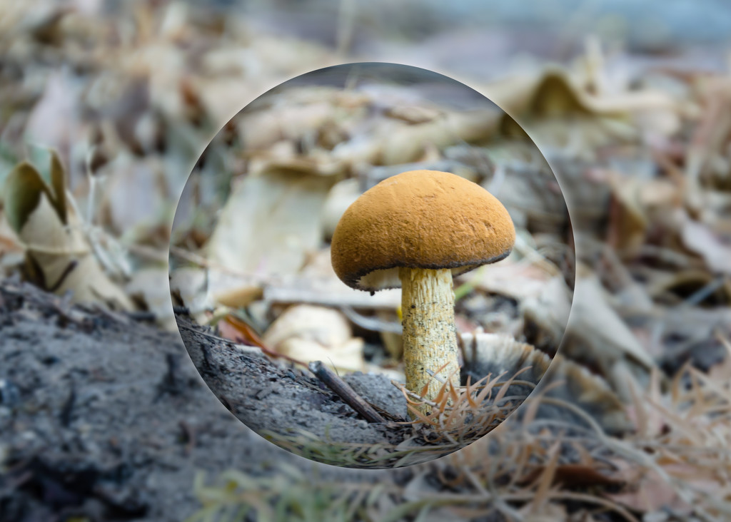 Mushroom Sphere by salza