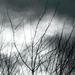Bare Branches Against The Sky by seattlite