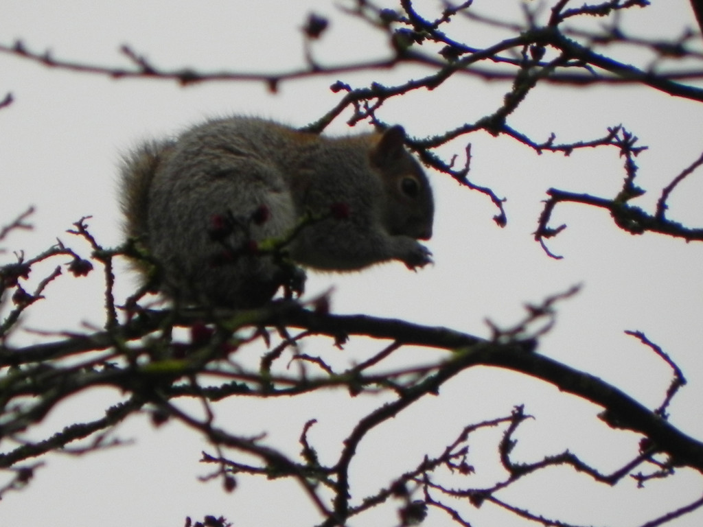 Squirrel in Chichester by josiegilbert