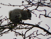 23rd Jan 2018 - Squirrel in Chichester
