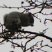 Squirrel in Chichester by josiegilbert