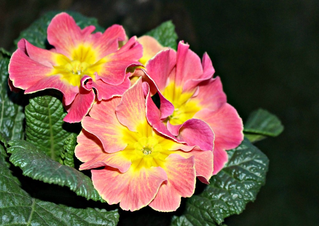 Pretty  Primula. by wendyfrost