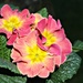 Pretty  Primula. by wendyfrost