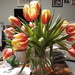 Tulip tumble  by sarah19
