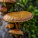 Filler Fungi by tonygig