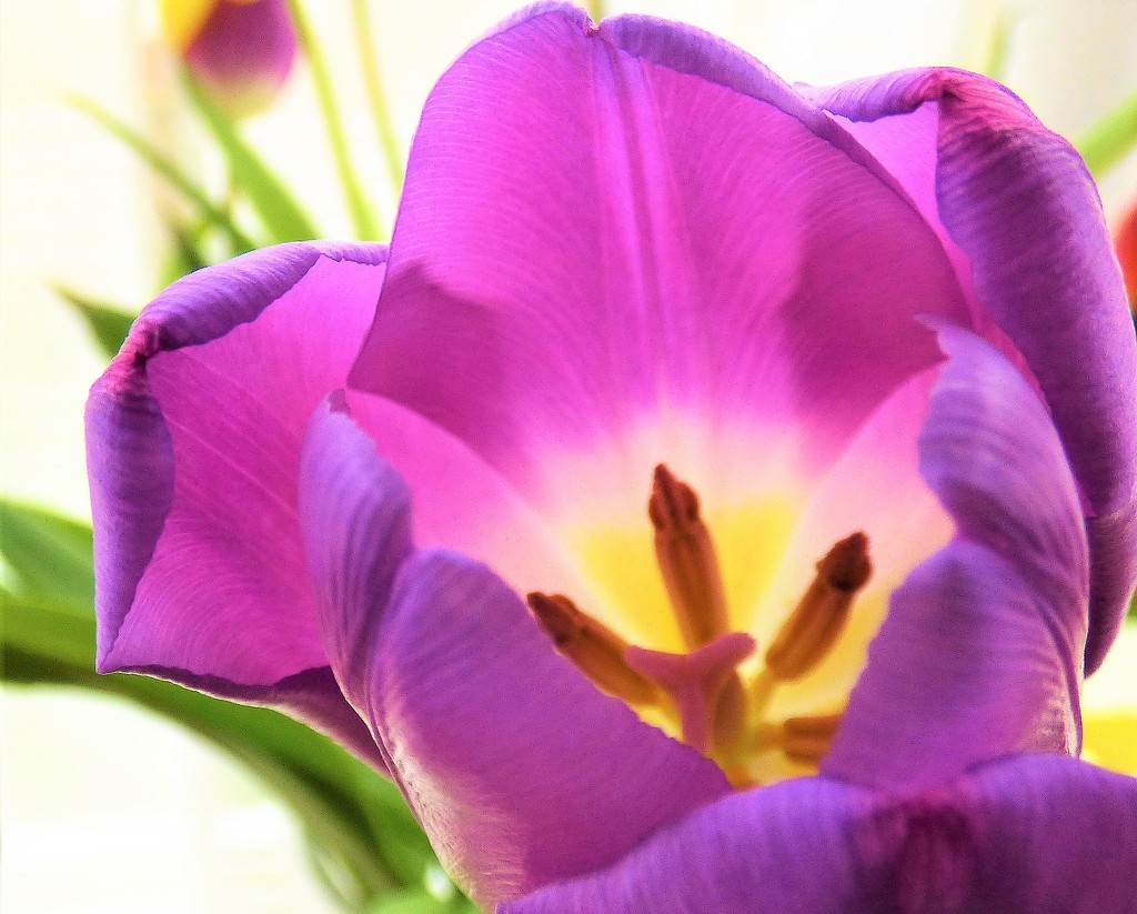 Purple tulip  (2) by beryl