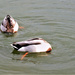 Headless ducks! by bigmxx