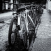 University bikes by laroque