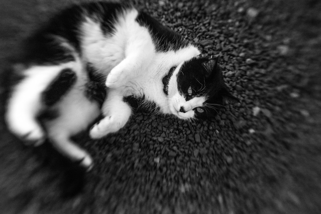 Paimpont 2018: Day 27 - Lensbaby Cat by vignouse
