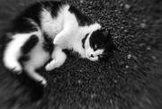 27th Jan 2018 - Paimpont 2018: Day 27 - Lensbaby Cat