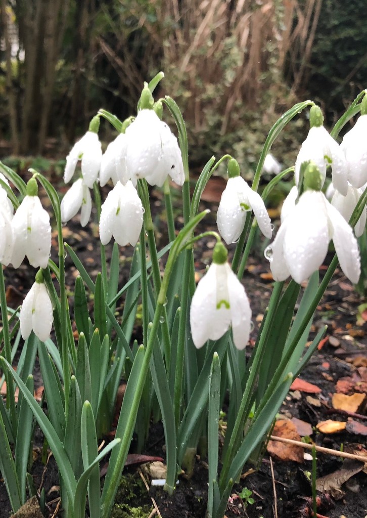 Snowdrops by nicolaeastwood