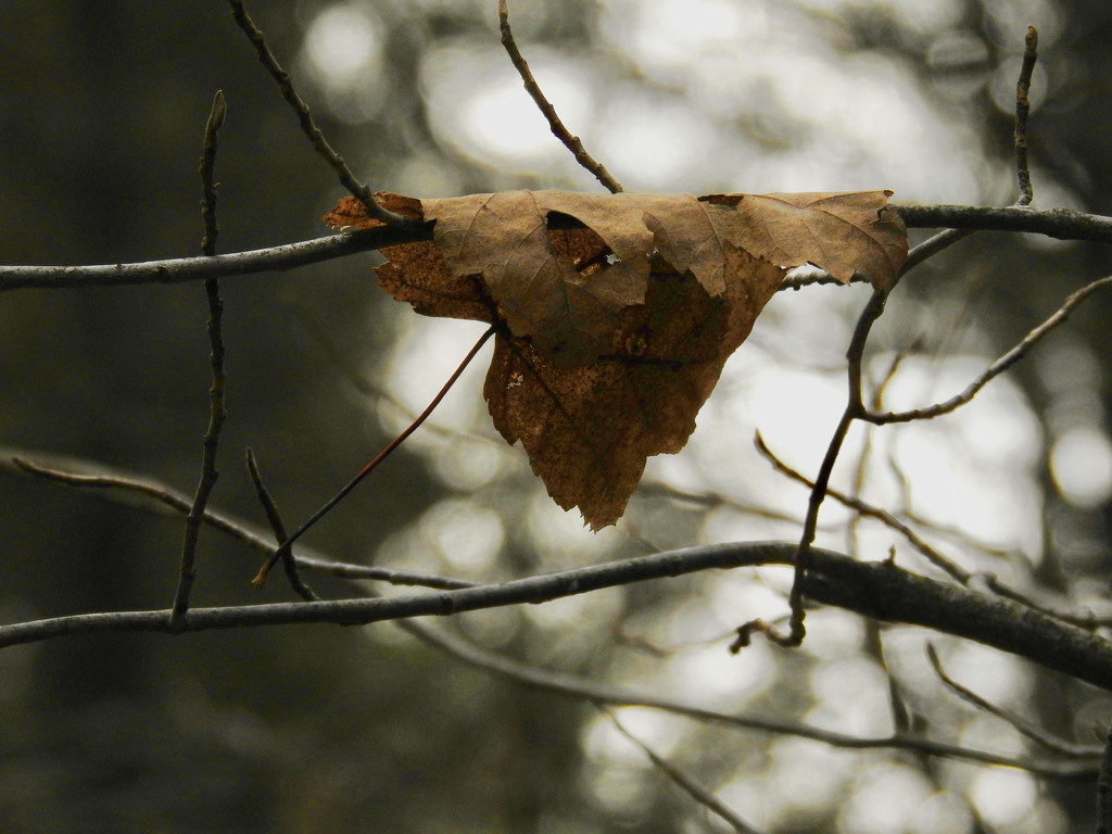 one leaf by amyk