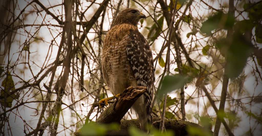 Mean Ole Red Shouldered Hawk! by rickster549