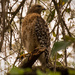 Mean Ole Red Shouldered Hawk! by rickster549