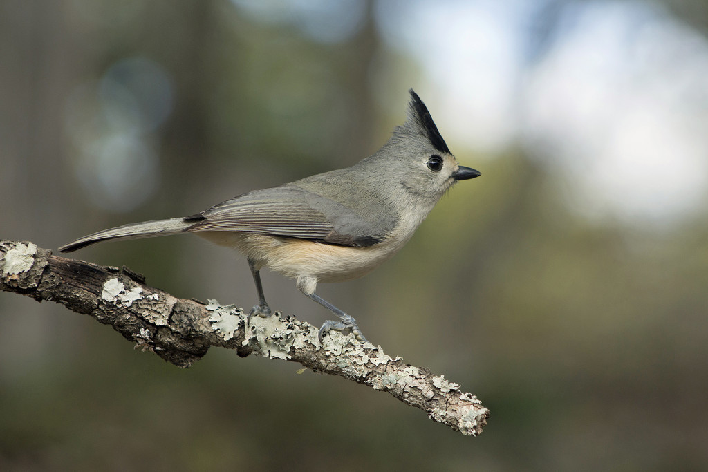 Black-crested Titmouse by gaylewood