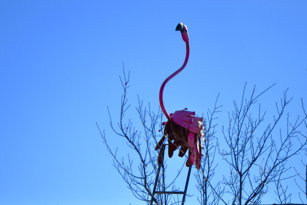 Flamingo Friday! Oh wait, it’s Saturday! by louannwarren