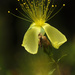 Yellow flower by maureenpp