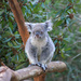 Koala by mariaostrowski