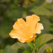 Yellow Hibiscus by mariaostrowski